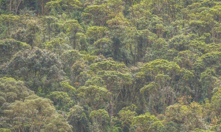 Tropical Forestry Engineering and Carbon Project Development - BestValue | Experts en transmission d'entreprise à Liège